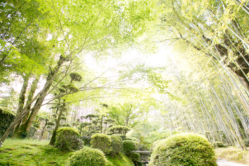 36 松花堂庭園（青もみじ)_3